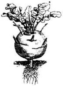 black and white illustration of a white vienna kohlrabi with the bulb suspended above the…